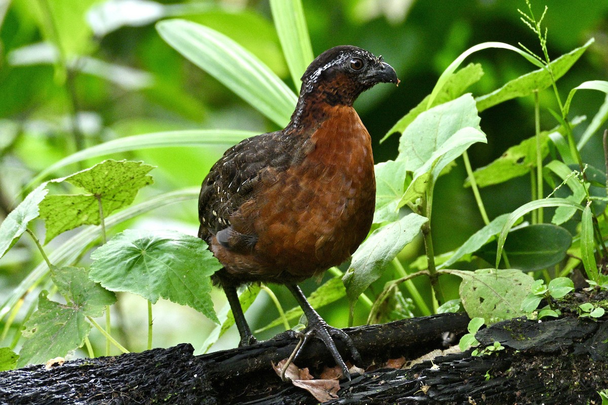 Rufous-breasted Wood-Quail - ML633990701
