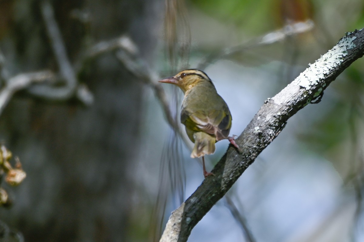 Worm-eating Warbler - ML633990744