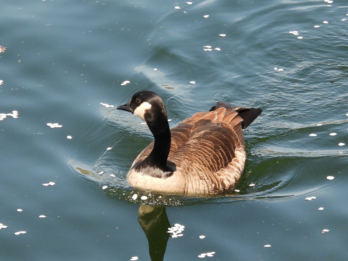 Canada Goose - ML633990786