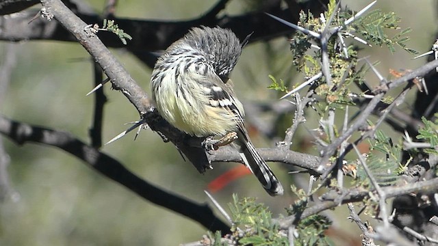 Yellow-billed Tit-Tyrant - ML633990922