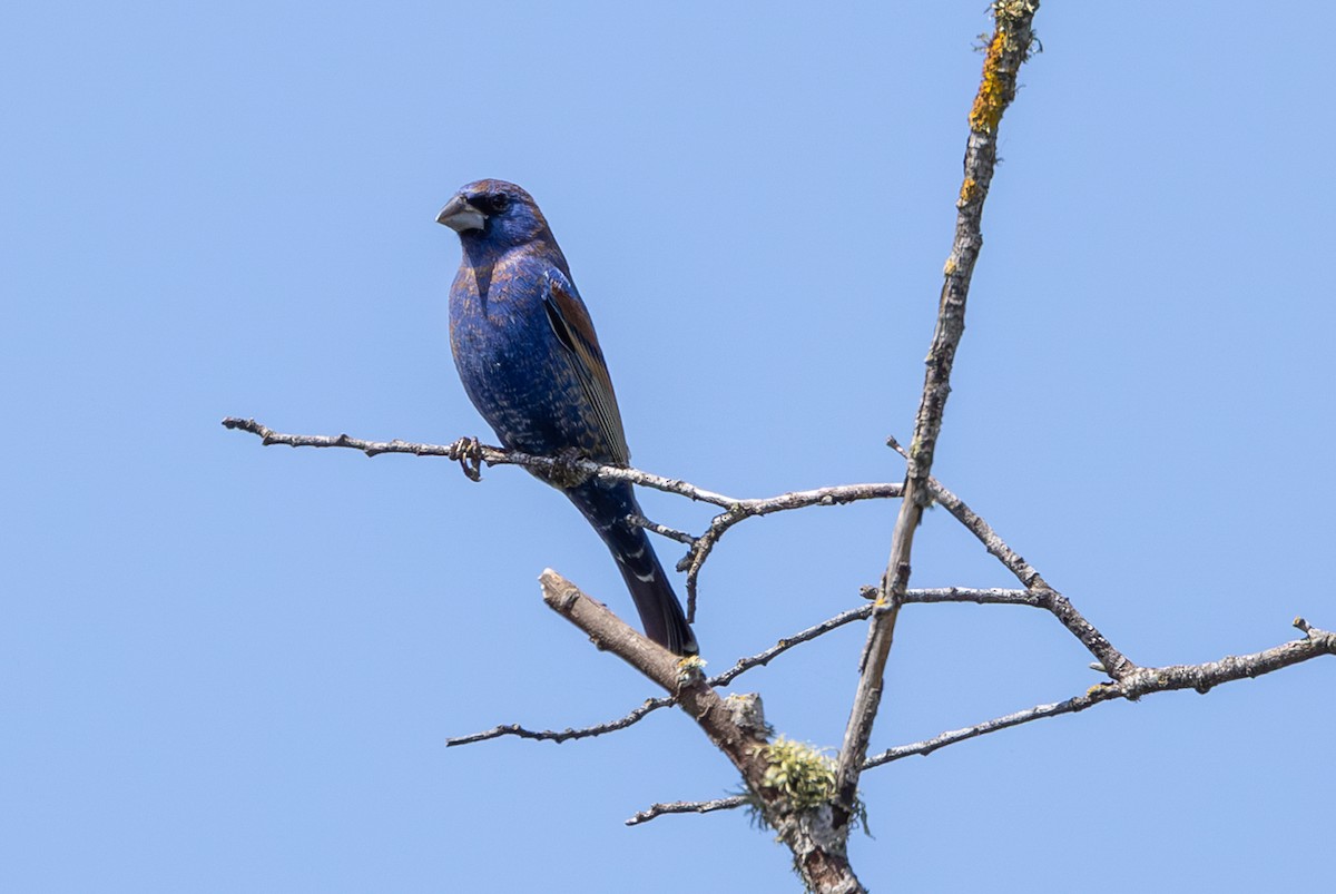 Blue Grosbeak - ML633991233