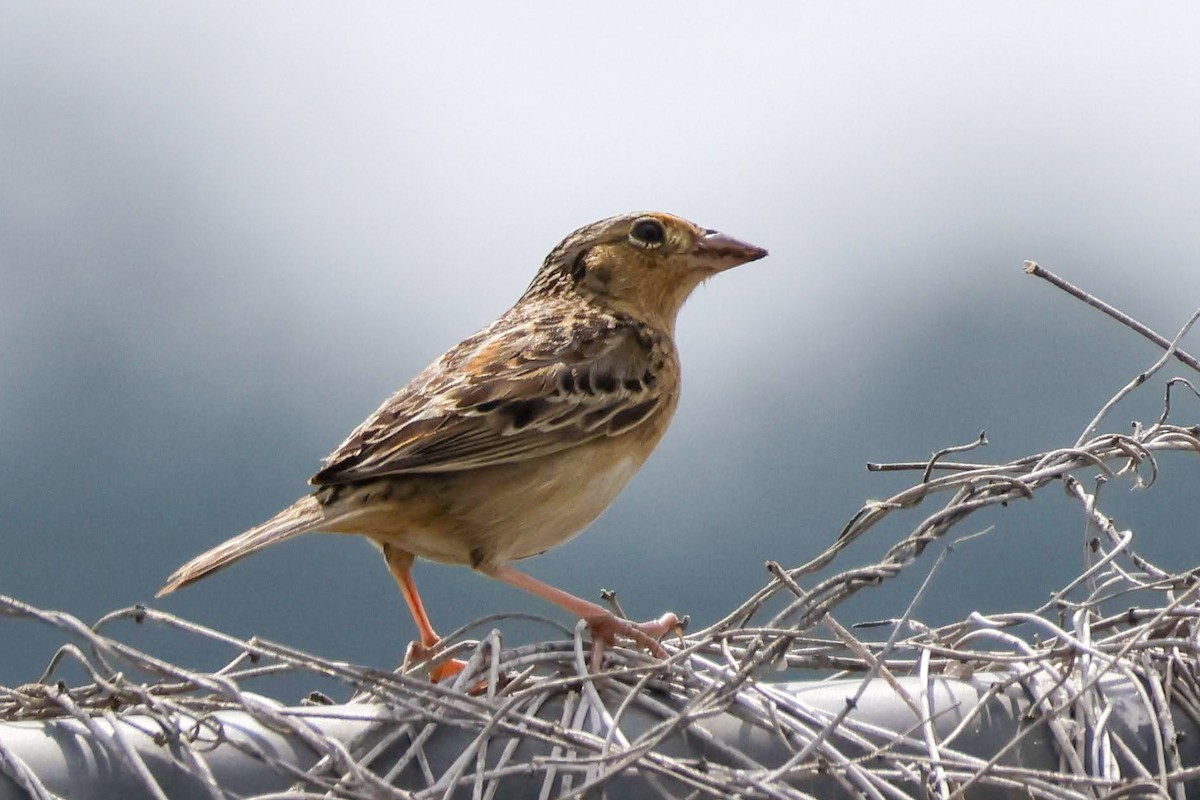 Grasshopper Sparrow - ML633991340