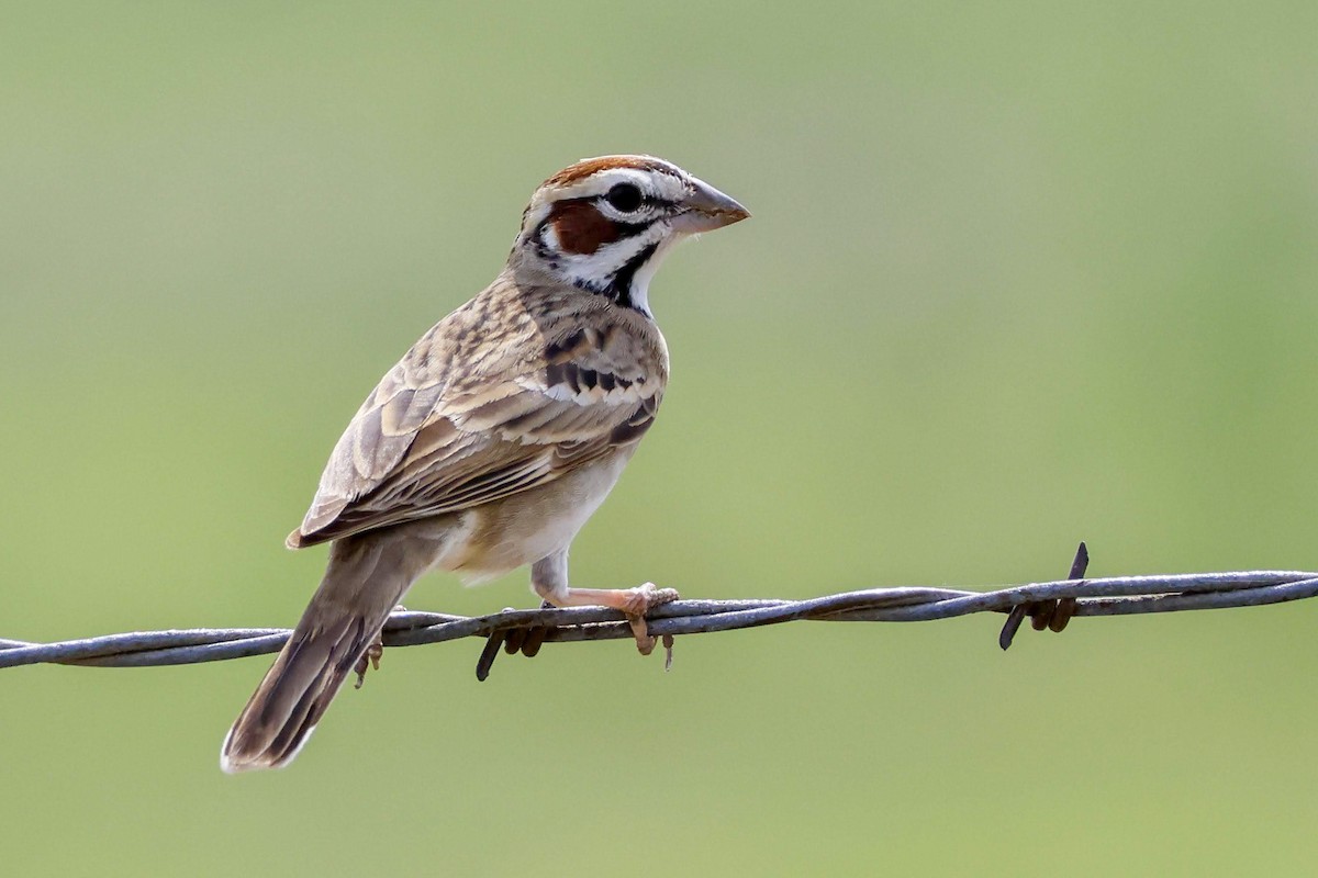 Lark Sparrow - ML633991347