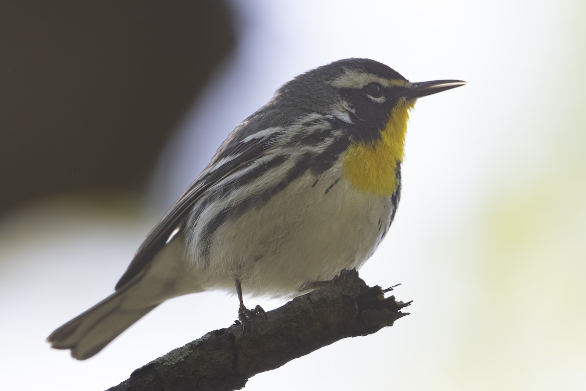 Yellow-throated Warbler - ML633991379