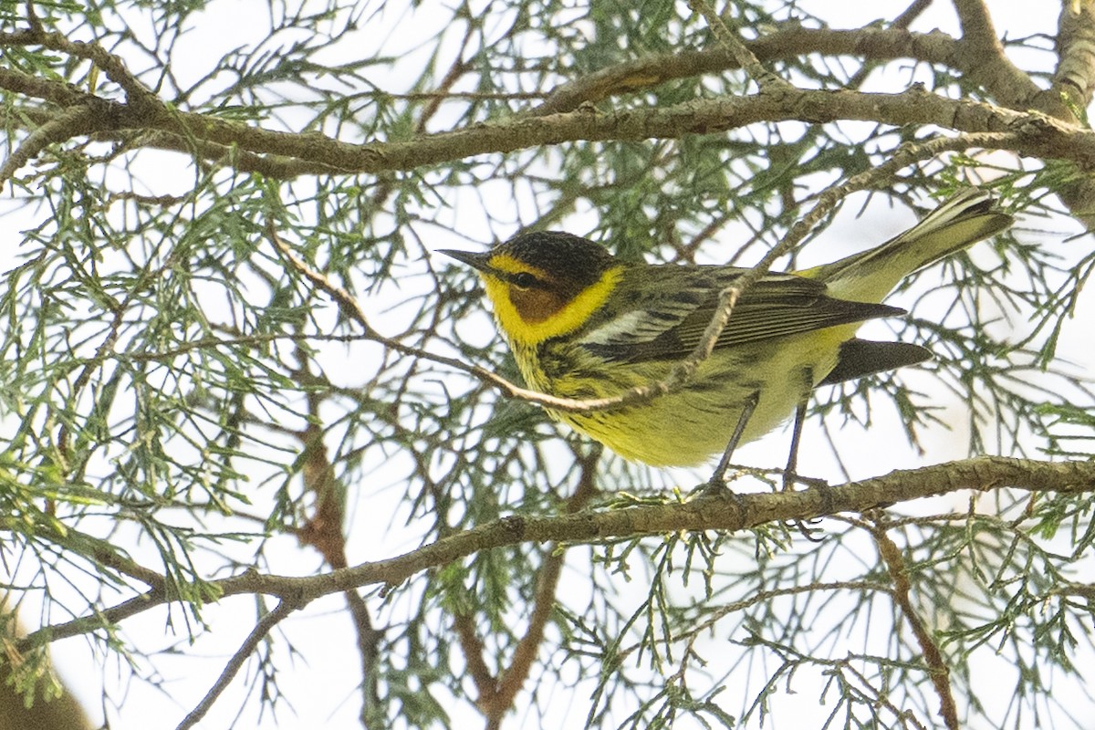 Cape May Warbler - ML633991385