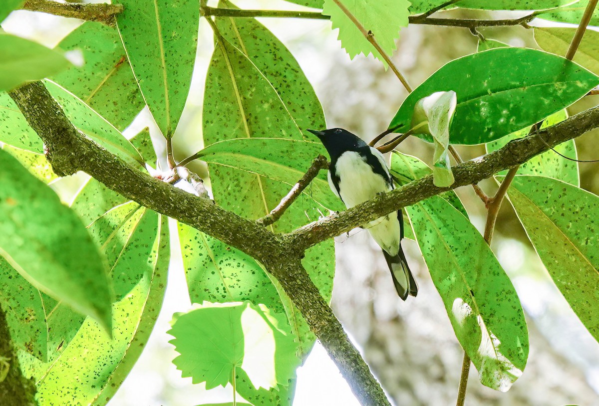 Black-throated Blue Warbler - ML633991445