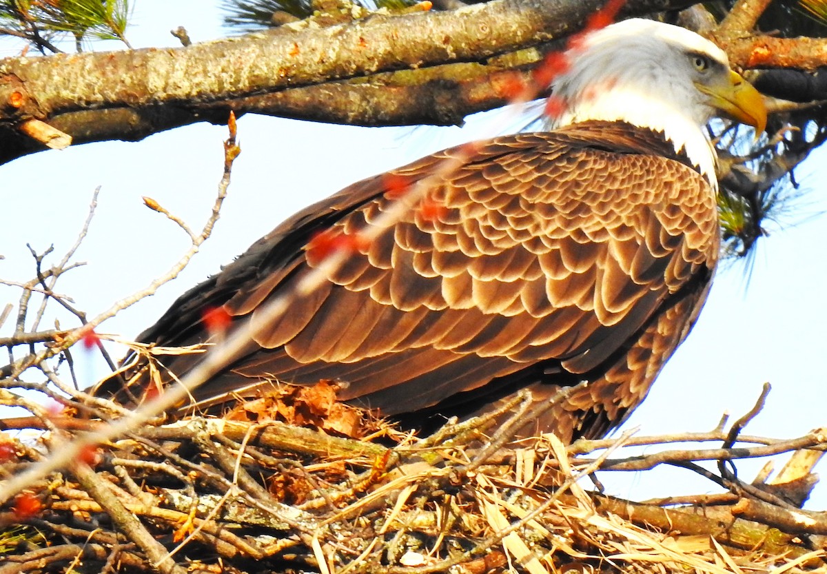 ハクトウワシ - ML633991453