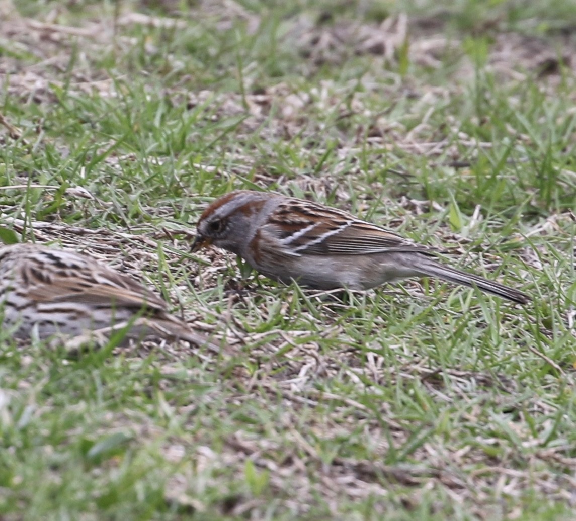 American Tree Sparrow - ML633991471