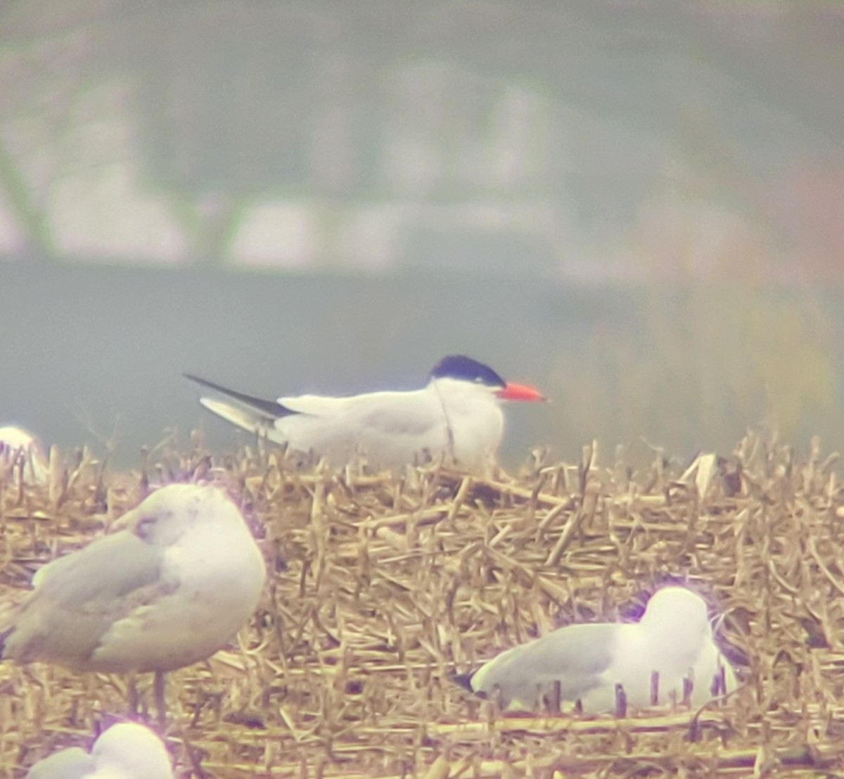 Caspian Tern - ML633991482