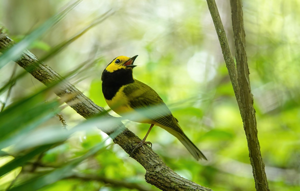 Hooded Warbler - ML633991510