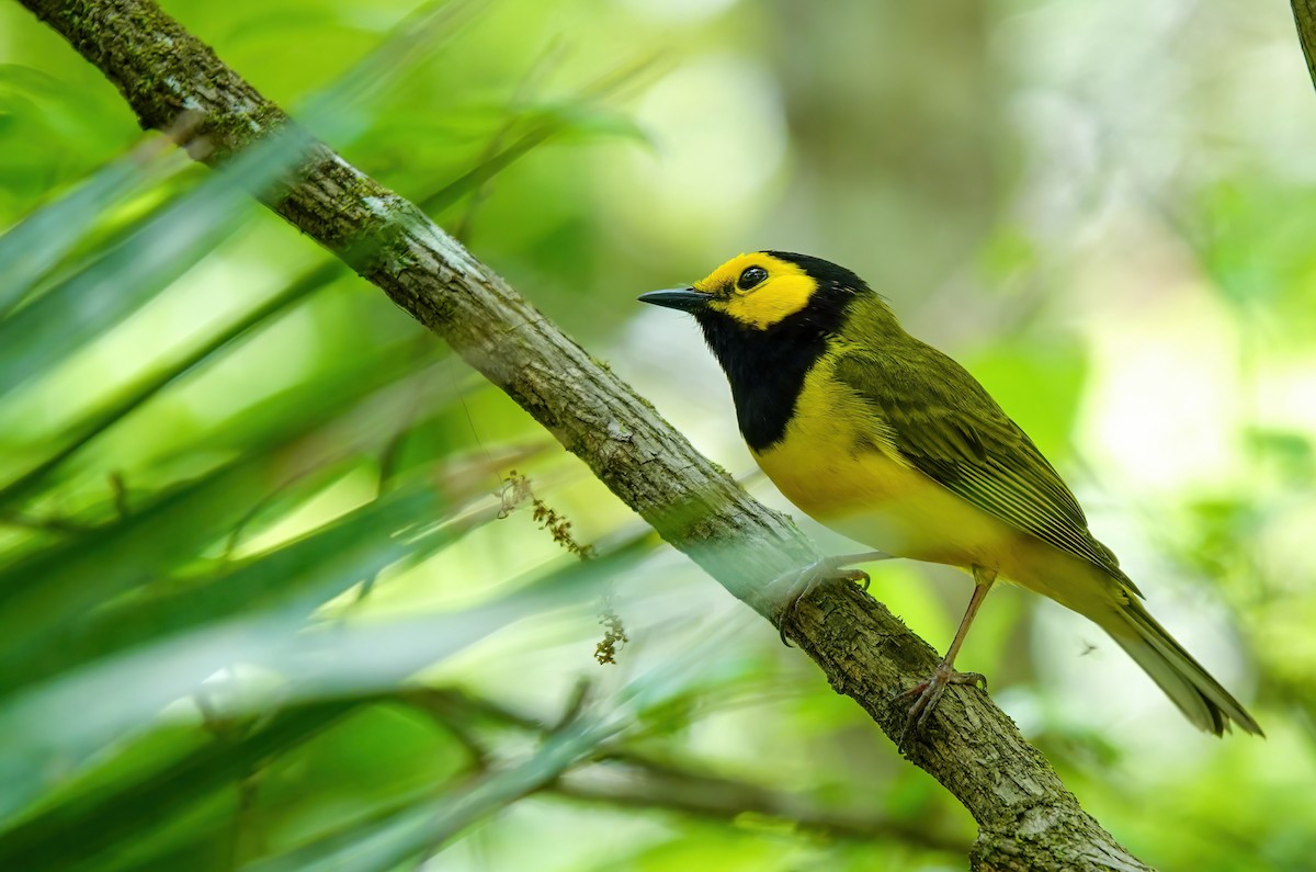 Hooded Warbler - ML633991523