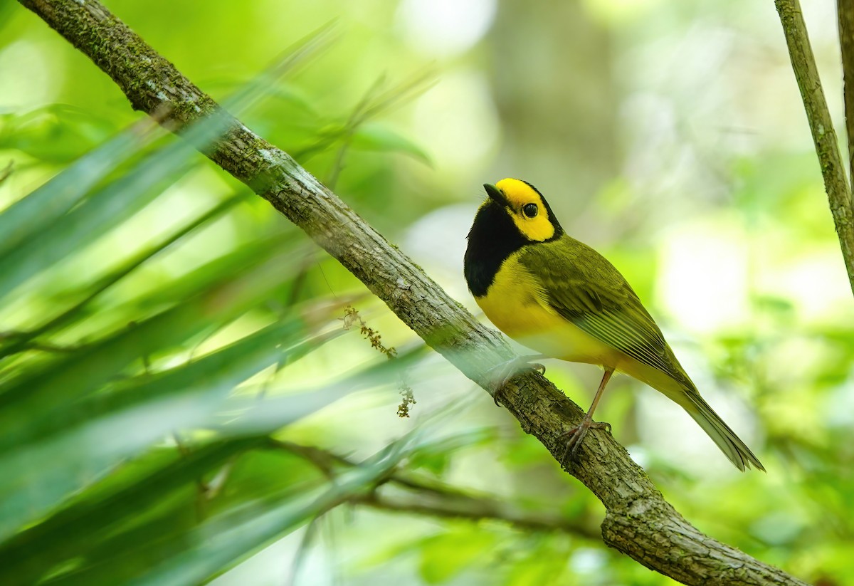 Hooded Warbler - ML633991558