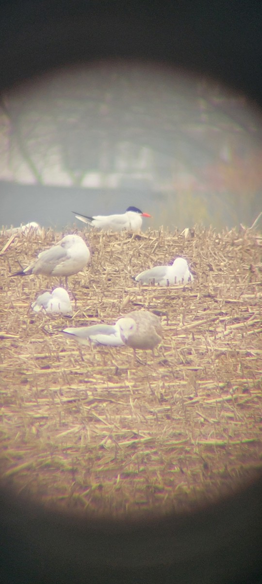 Lesser Black-backed Gull - ML633991562