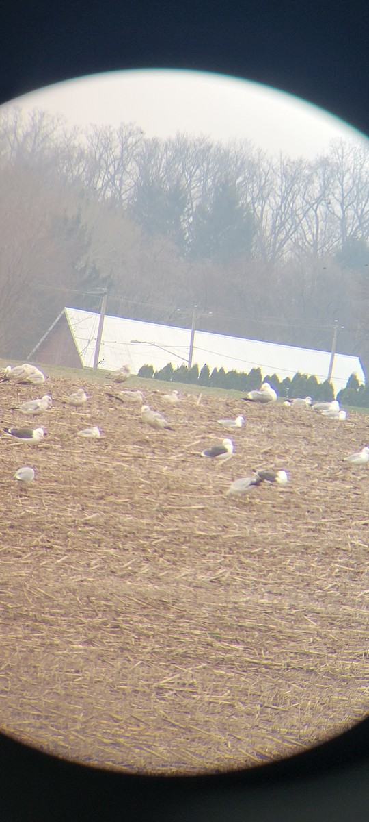 Lesser Black-backed Gull - ML633991612