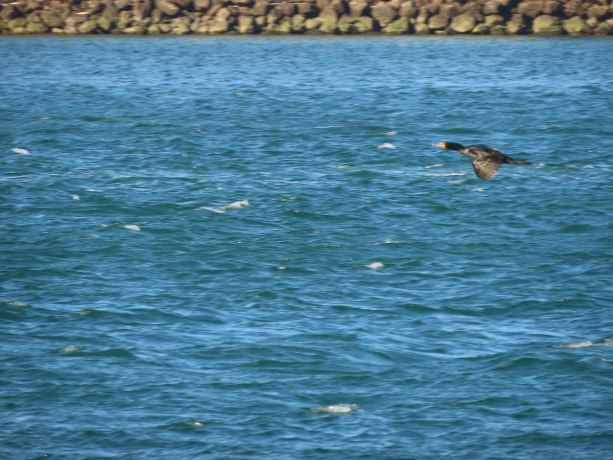 Double-crested Cormorant - ML633991657