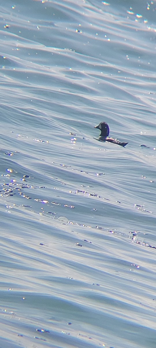 Moretta arlecchino - ML633991702