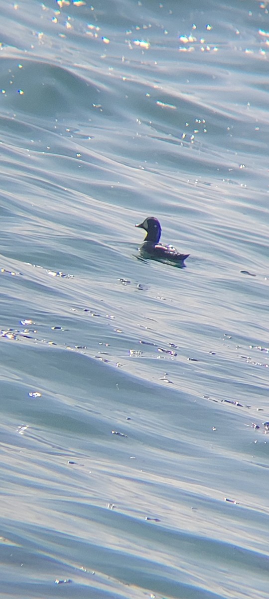 Moretta arlecchino - ML633991703