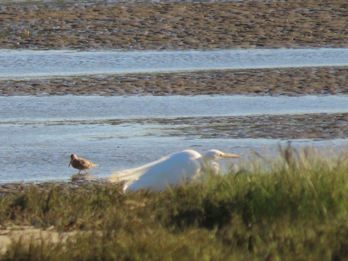 Цасч дэглий - ML633991741