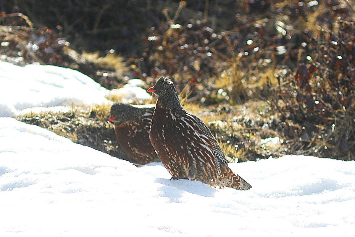 Snow Partridge - ML633991824