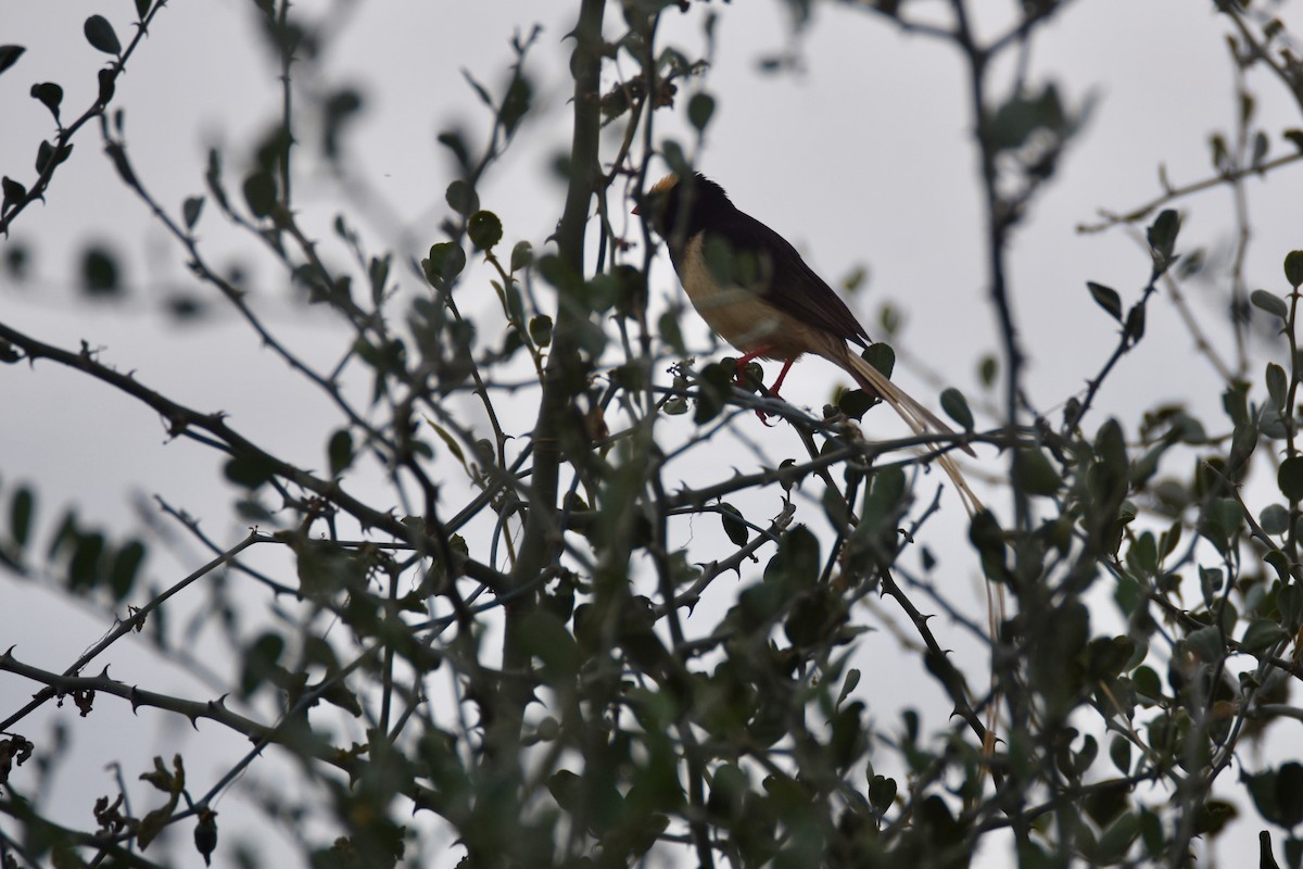 Straw-tailed Whydah - ML633991837