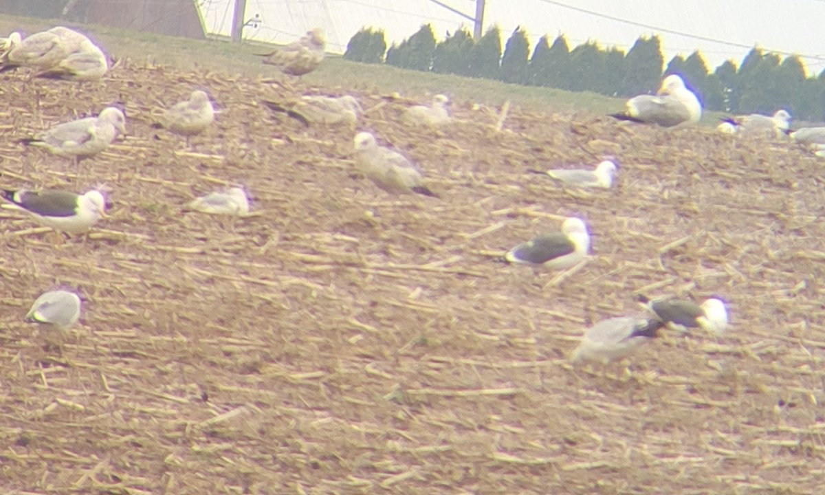 Lesser Black-backed Gull - ML633991903