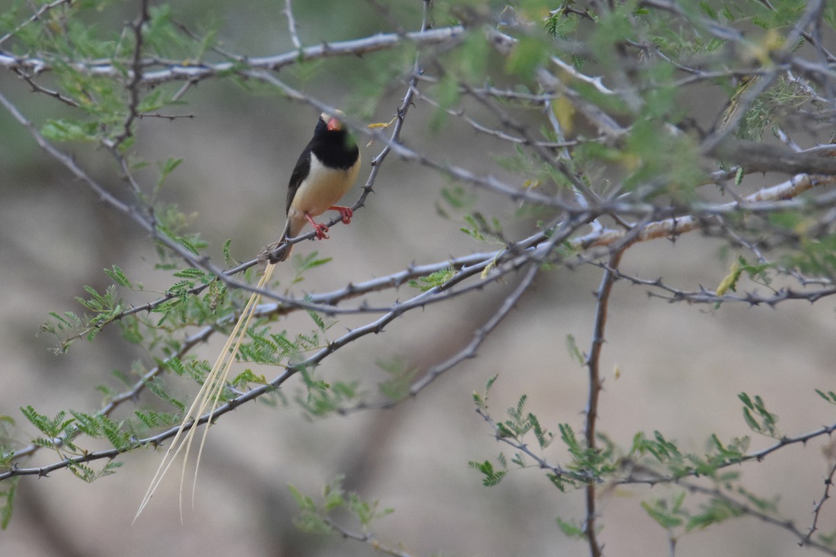 Straw-tailed Whydah - ML633992021