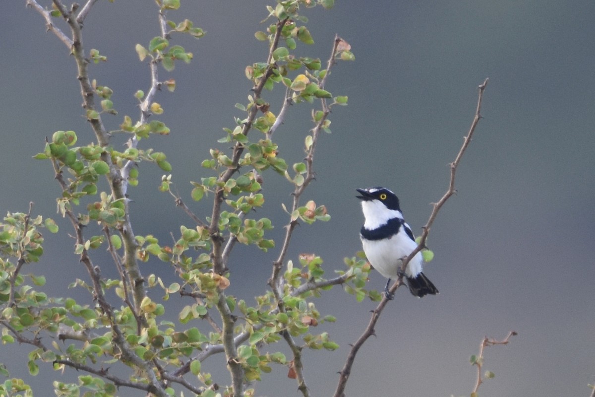 Eastern Black-headed Batis - ML633992131
