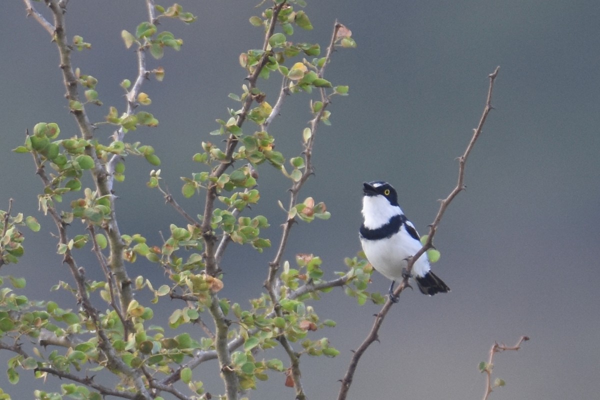 Eastern Black-headed Batis - ML633992132
