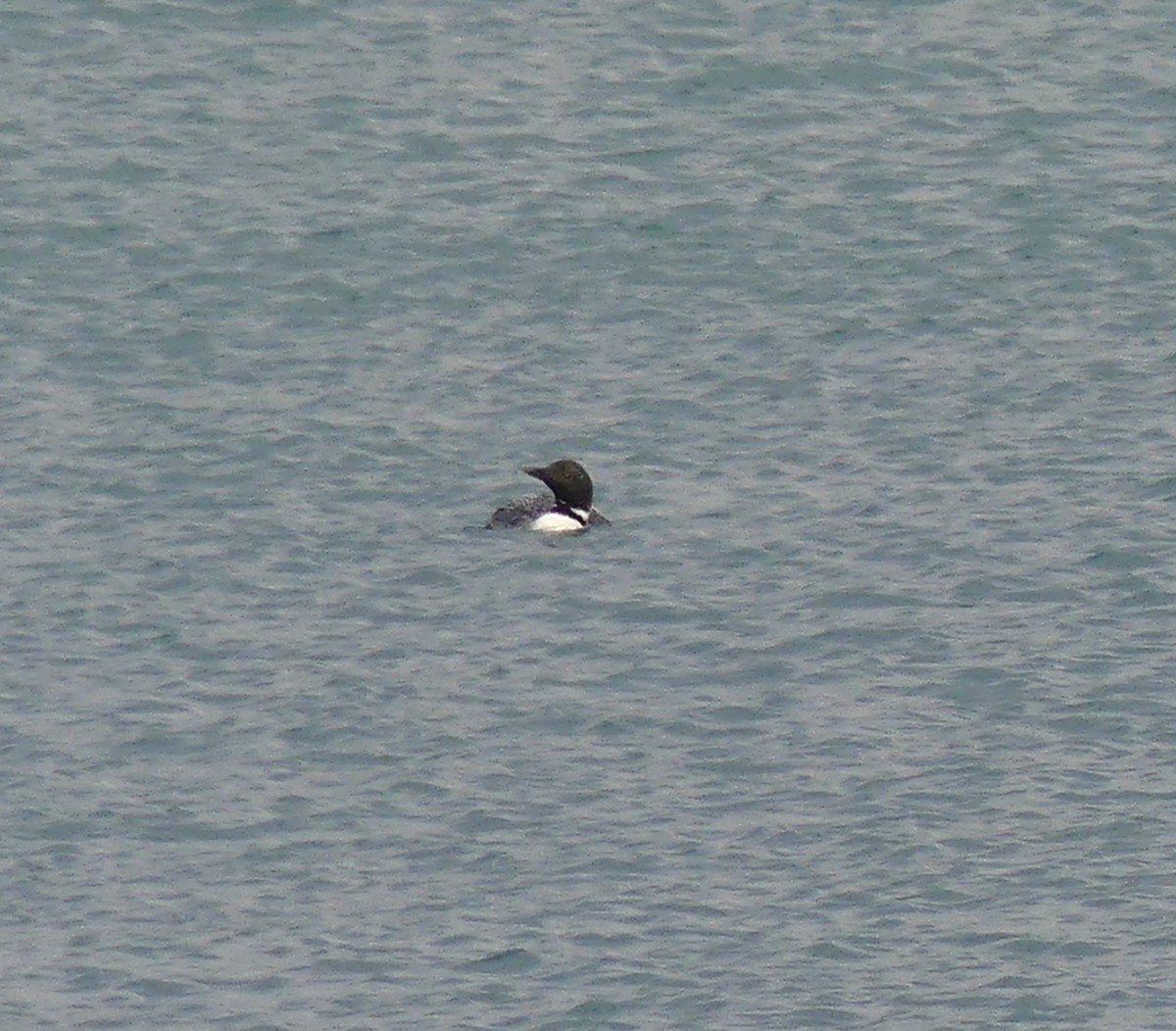 Common Loon - ML633992322