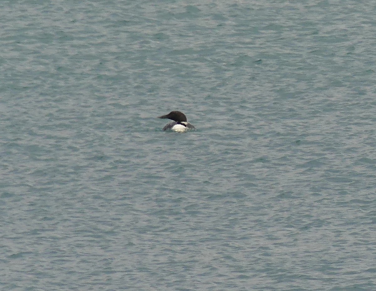 Common Loon - ML633992323