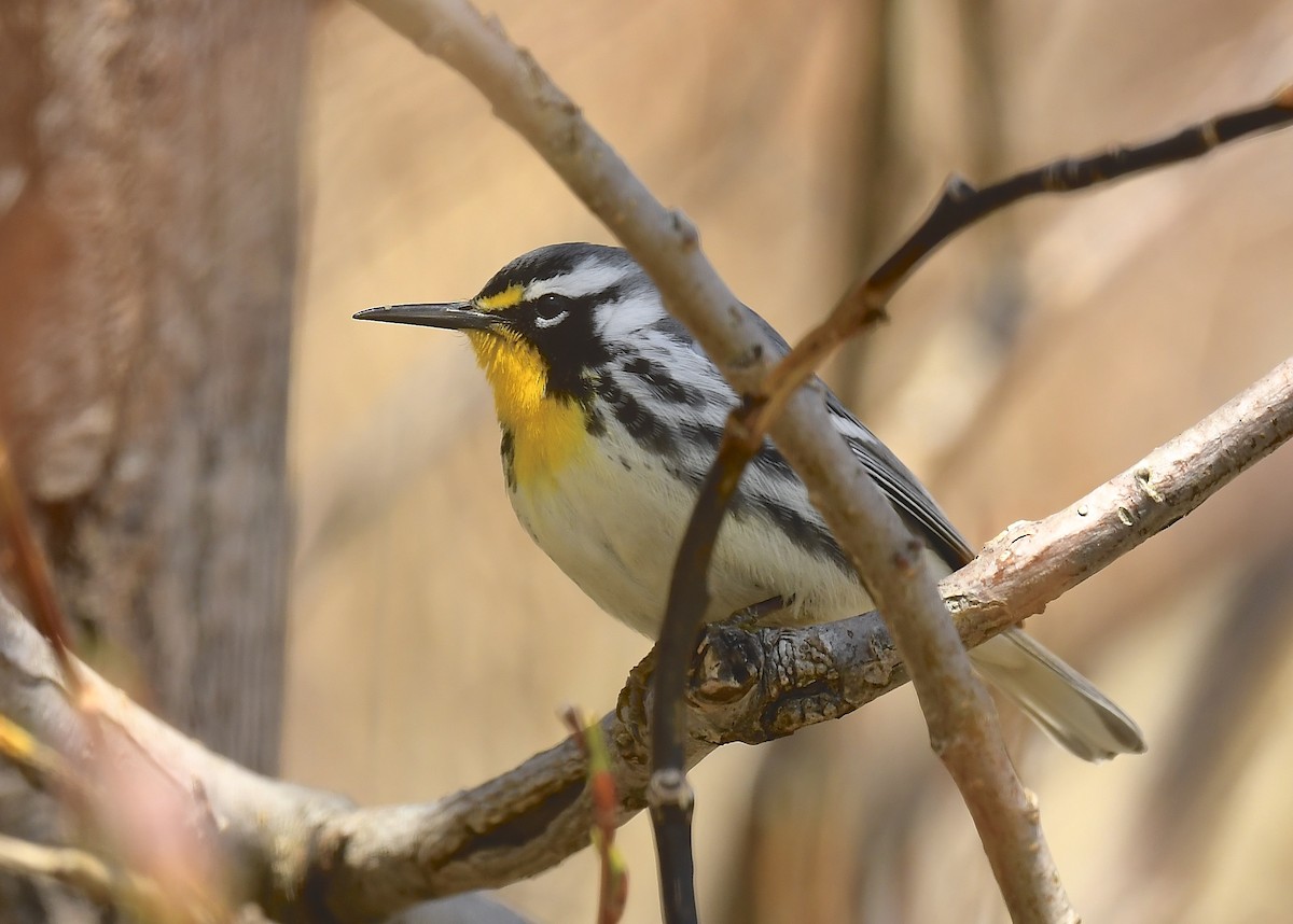 Yellow-throated Warbler - ML633992438