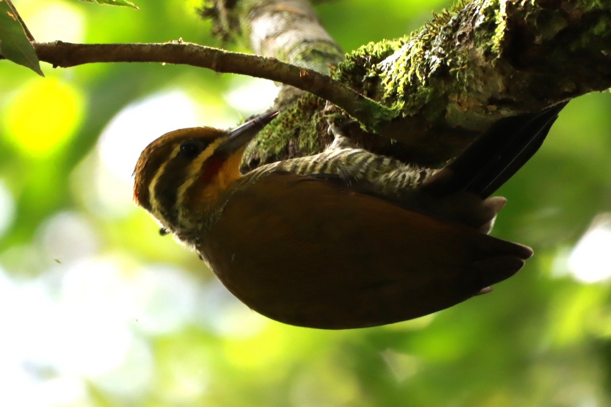 White-browed Woodpecker - ML633992590