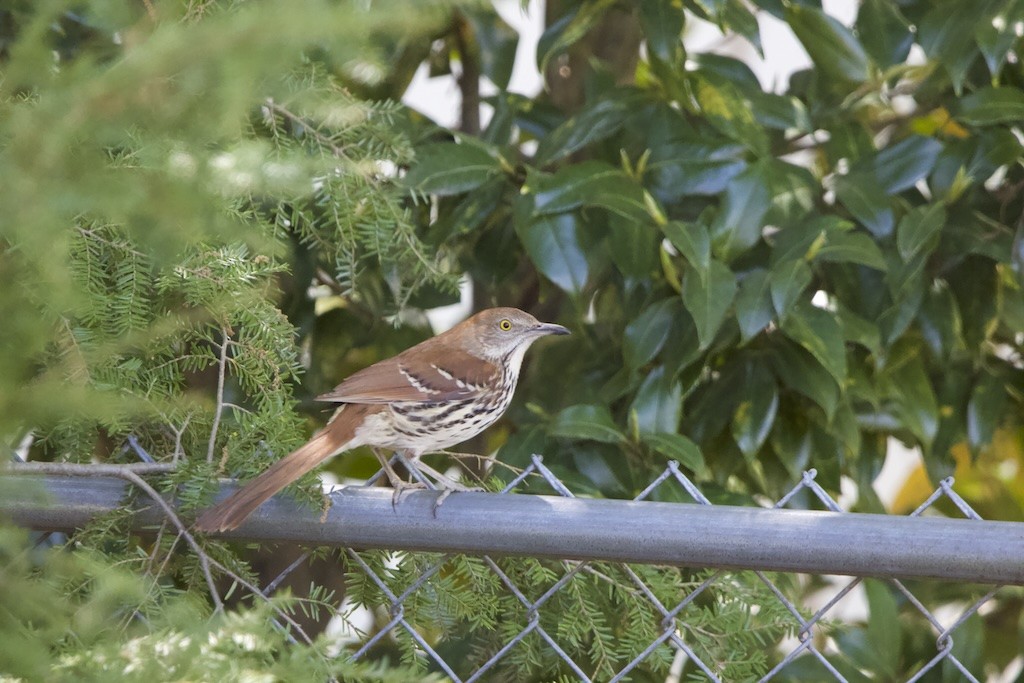 Brown Thrasher - ML633992696