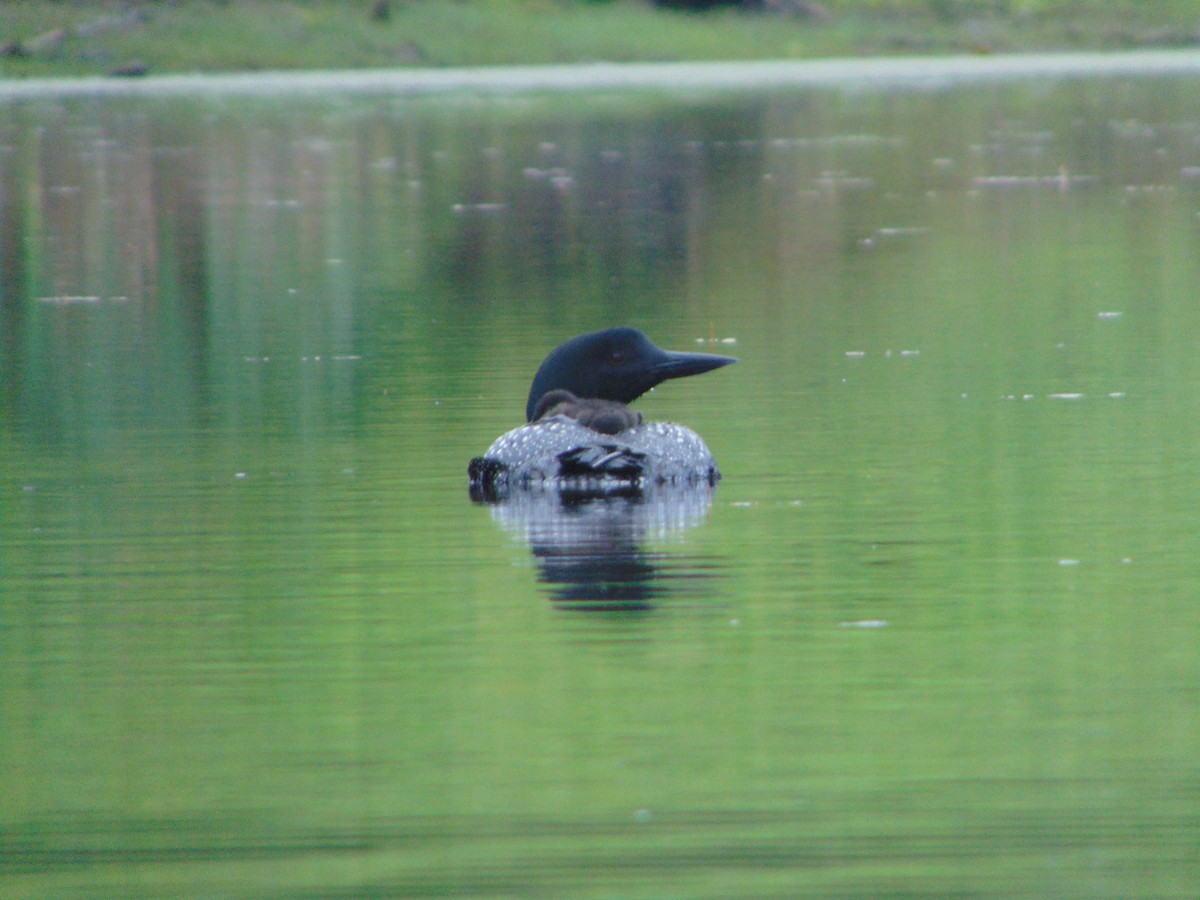 Common Loon - Jacob Lague
