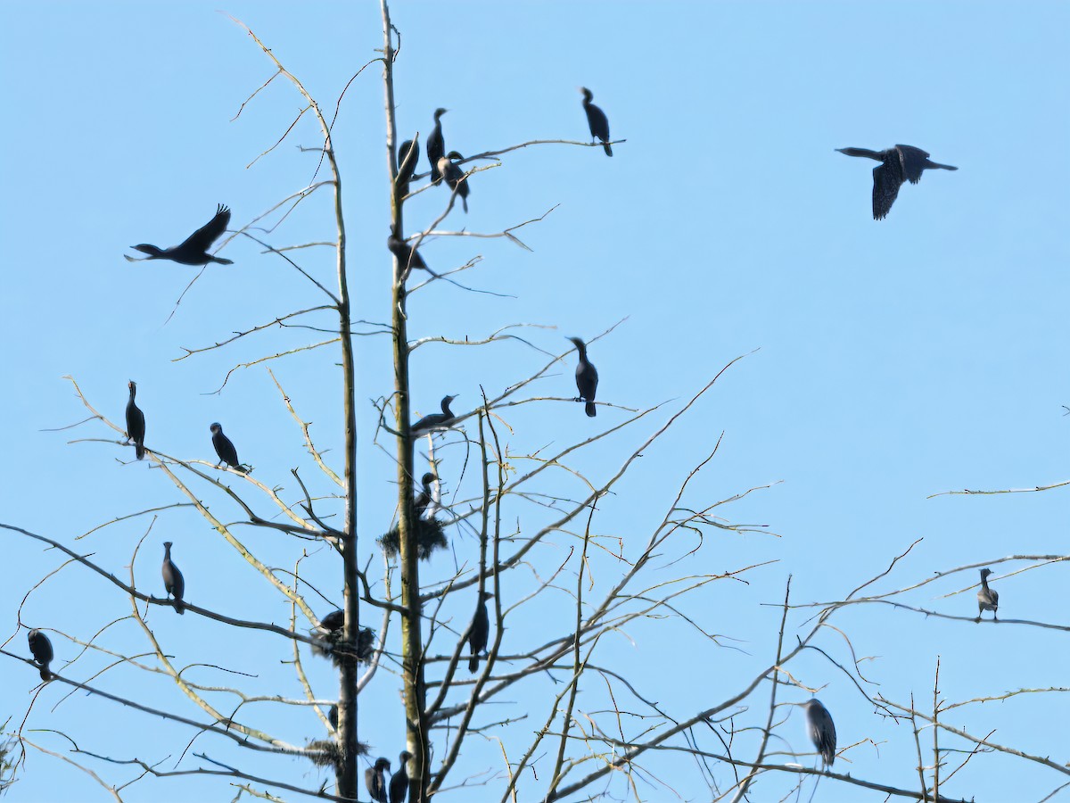 Double-crested Cormorant - ML633992820