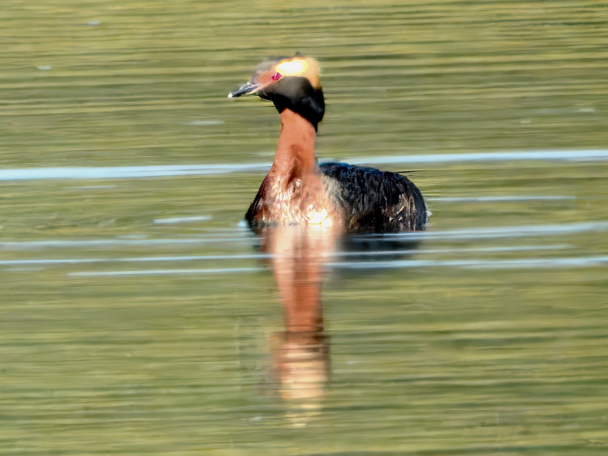 Horned Grebe - ML633992830