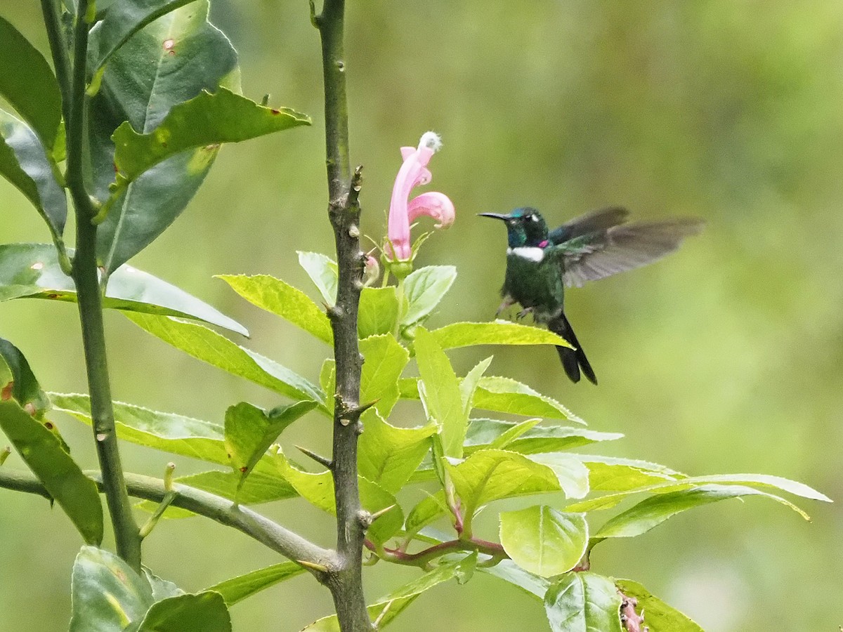 White-throated Daggerbill - ML633992975