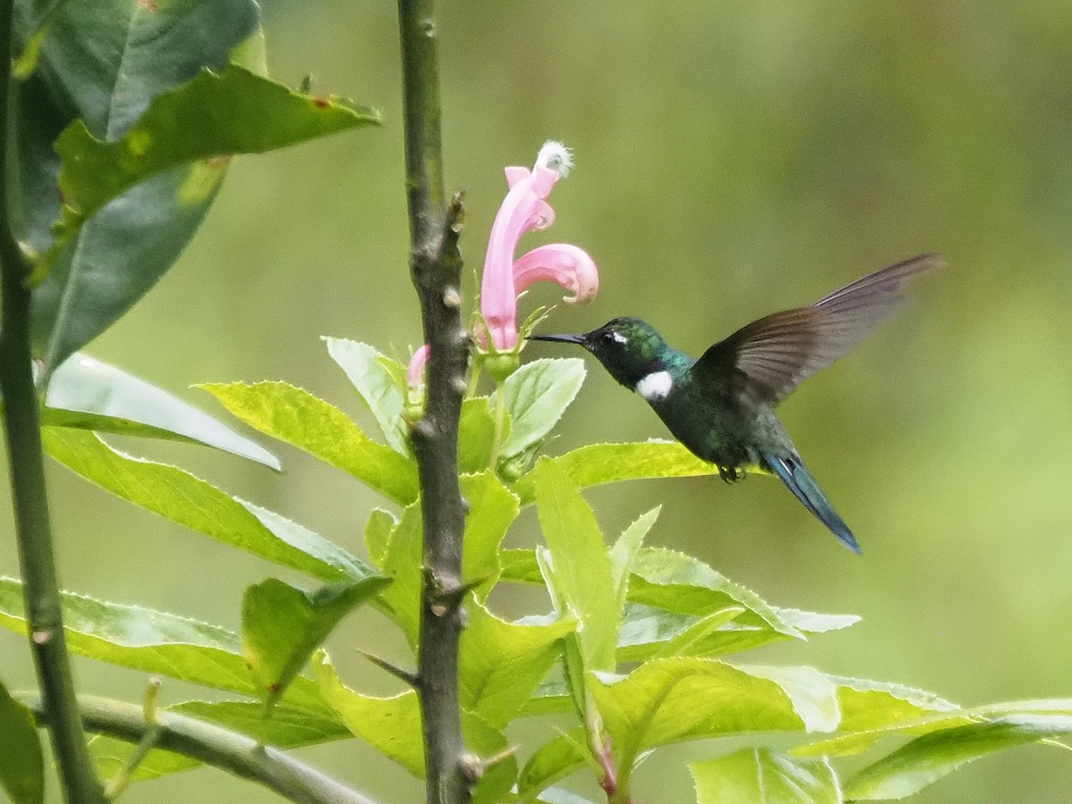 White-throated Daggerbill - ML633992976