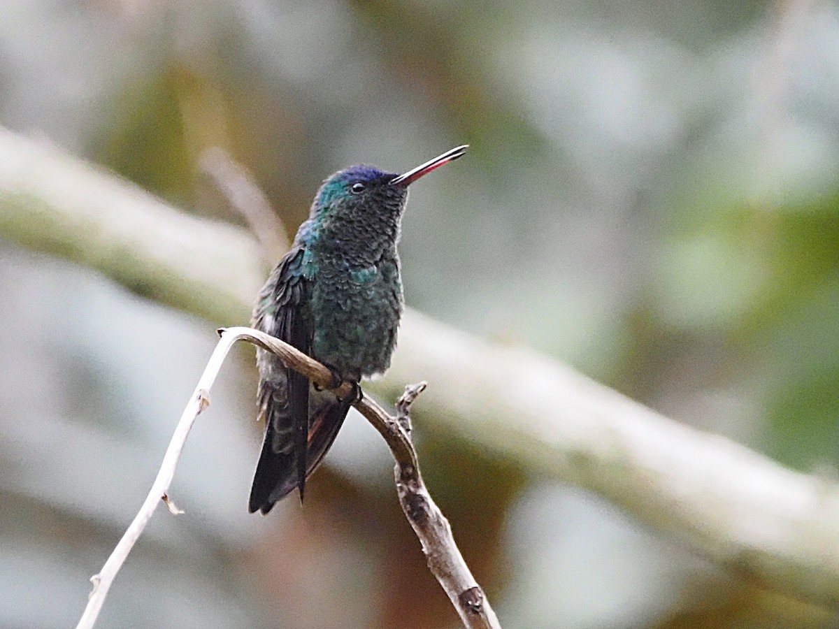 Indigo-capped Hummingbird - ML633993147