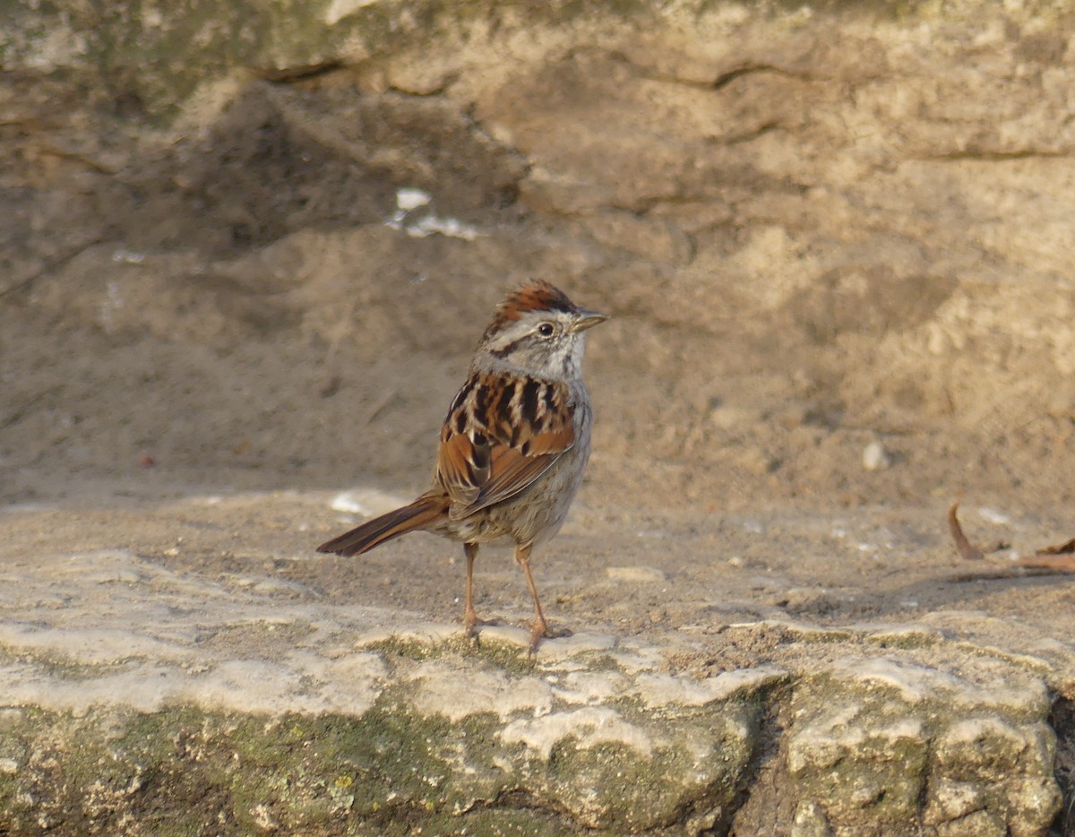 Swamp Sparrow - ML633993149