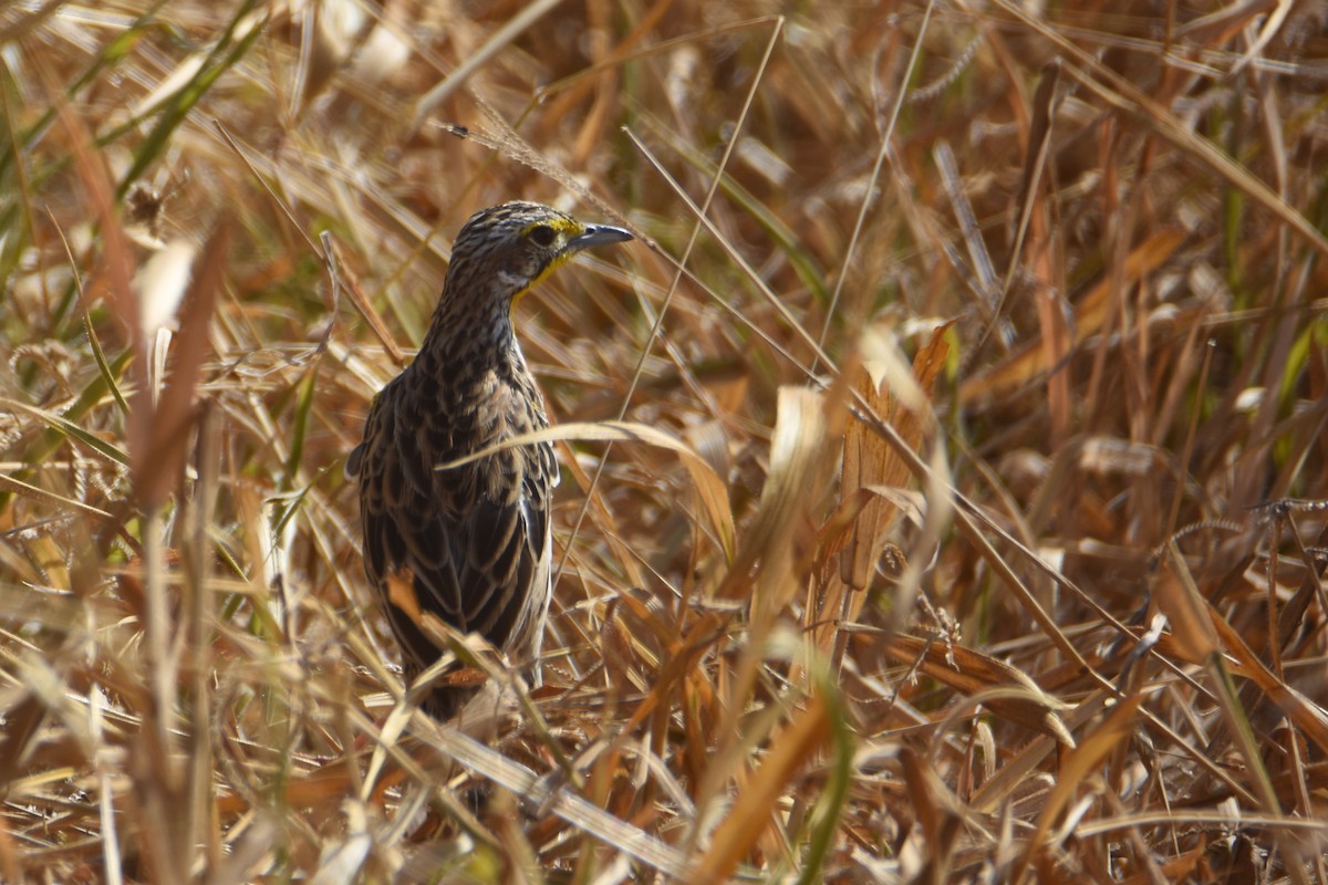 Pangani Longclaw - ML633993168