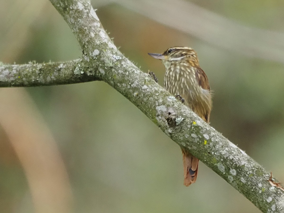 Streaked Xenops - ML633993253