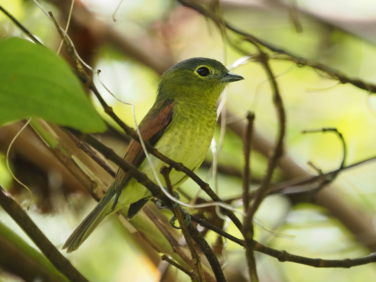 Barred Becard - ML633993305