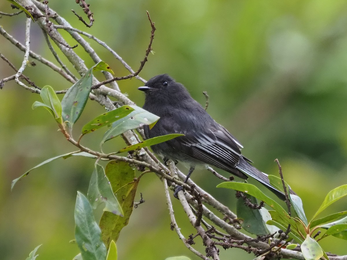 Black Phoebe - ML633993322