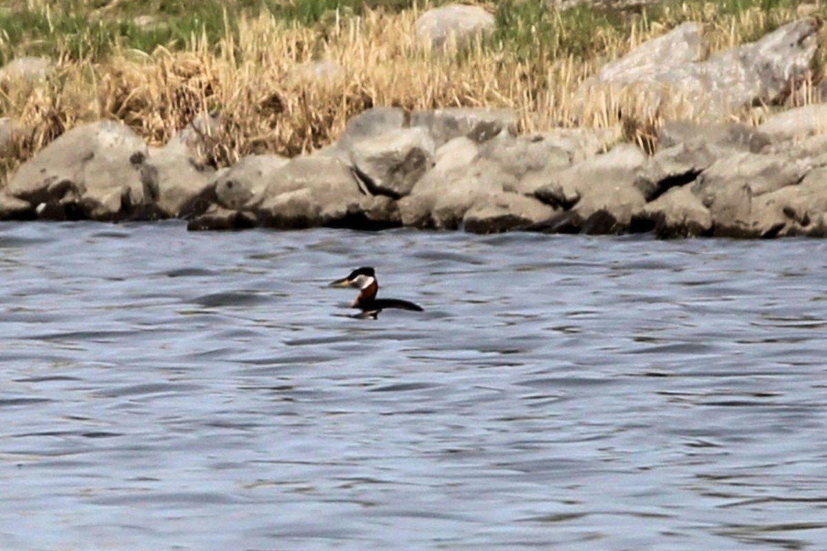 Red-necked Grebe - ML633993383