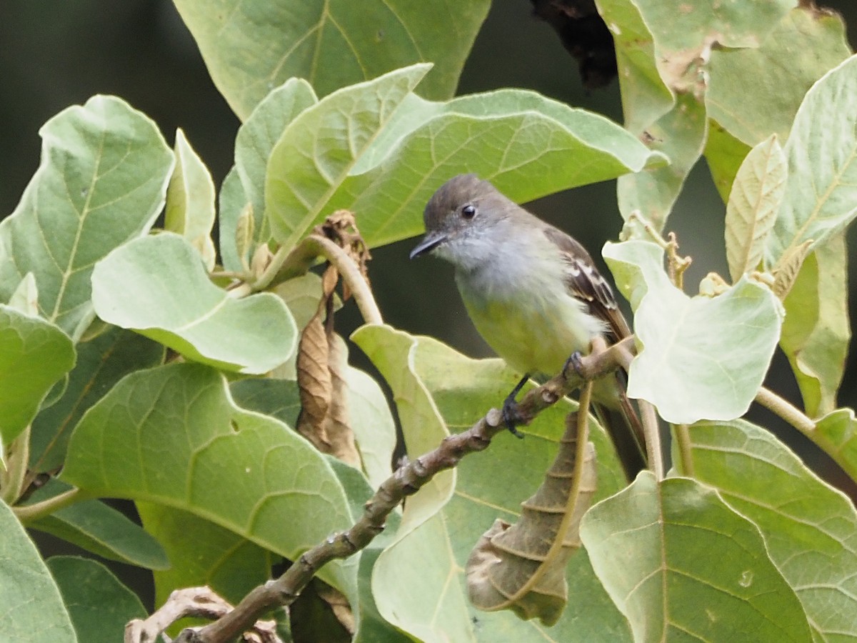 Pale-edged Flycatcher - ML633993434