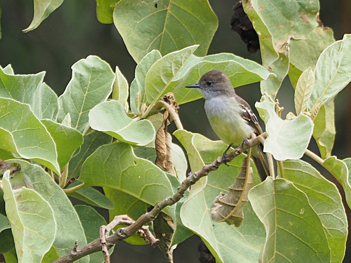 Pale-edged Flycatcher - ML633993436
