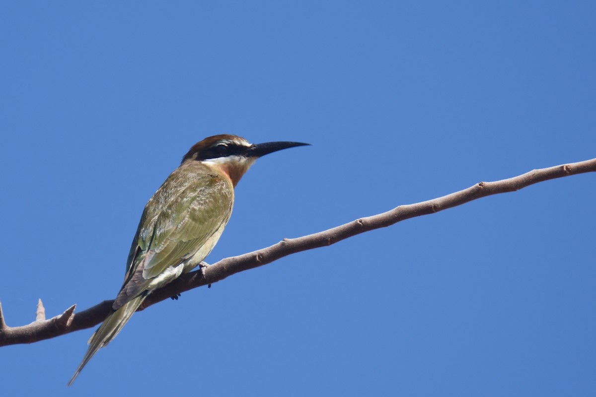 Olive Bee-eater - ML633993439