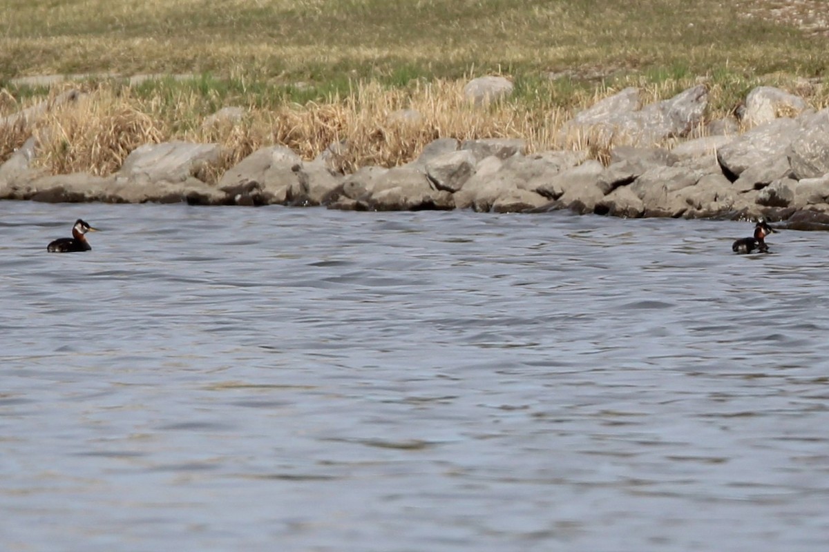 Red-necked Grebe - ML633993452