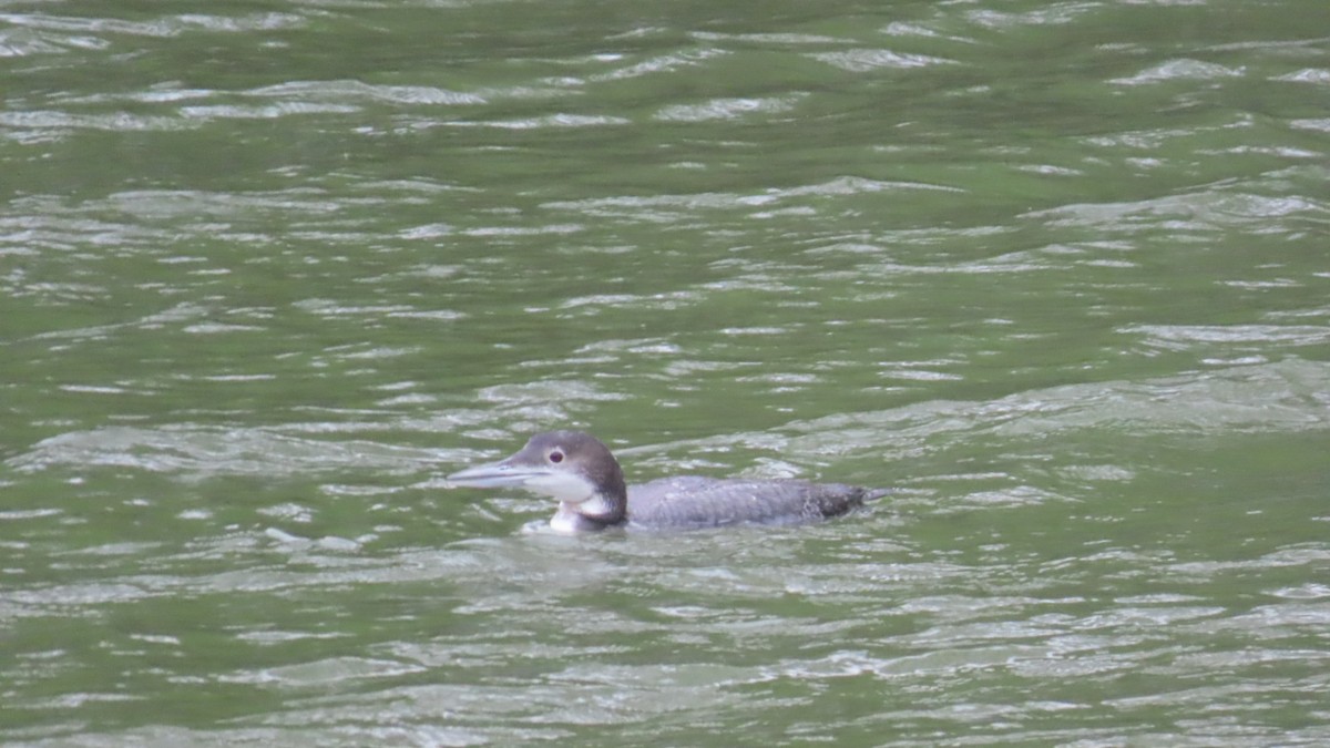 Common Loon - ML633993467